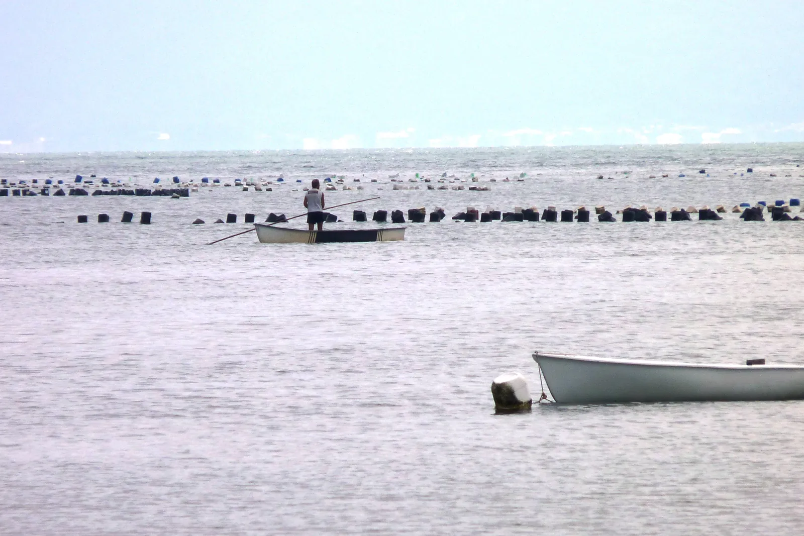 Pescador em pé num barco pequeno entre as estruturas de cultivo de ostras do Ribeirão da Ilha, no sul de Florianópolis, com outro barco ancorado em primeiro plano.