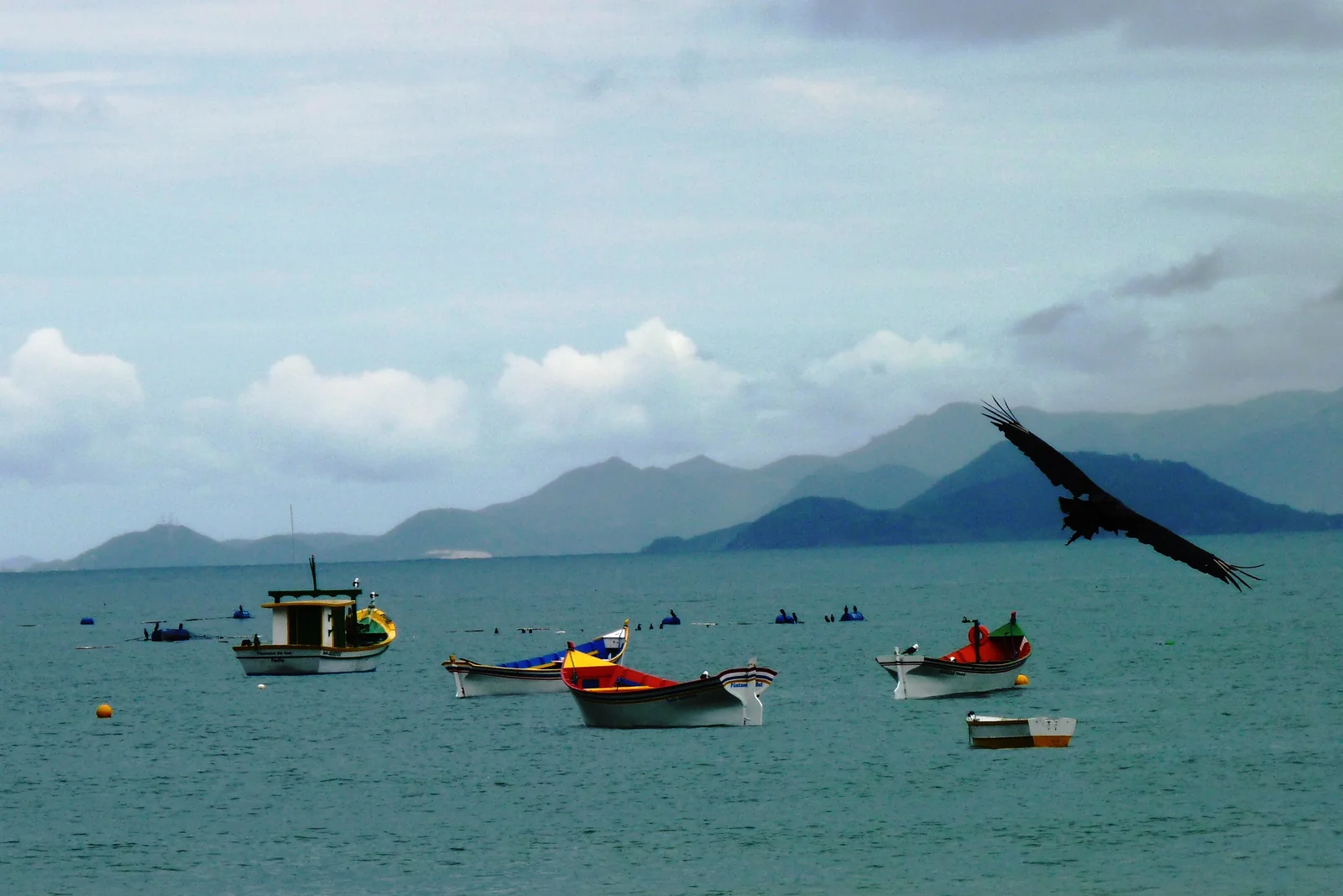 Barcos de pesca coloridos ancorados no mar do Pântano do Sul, com morros ao fundo e uma ave grande em voo.